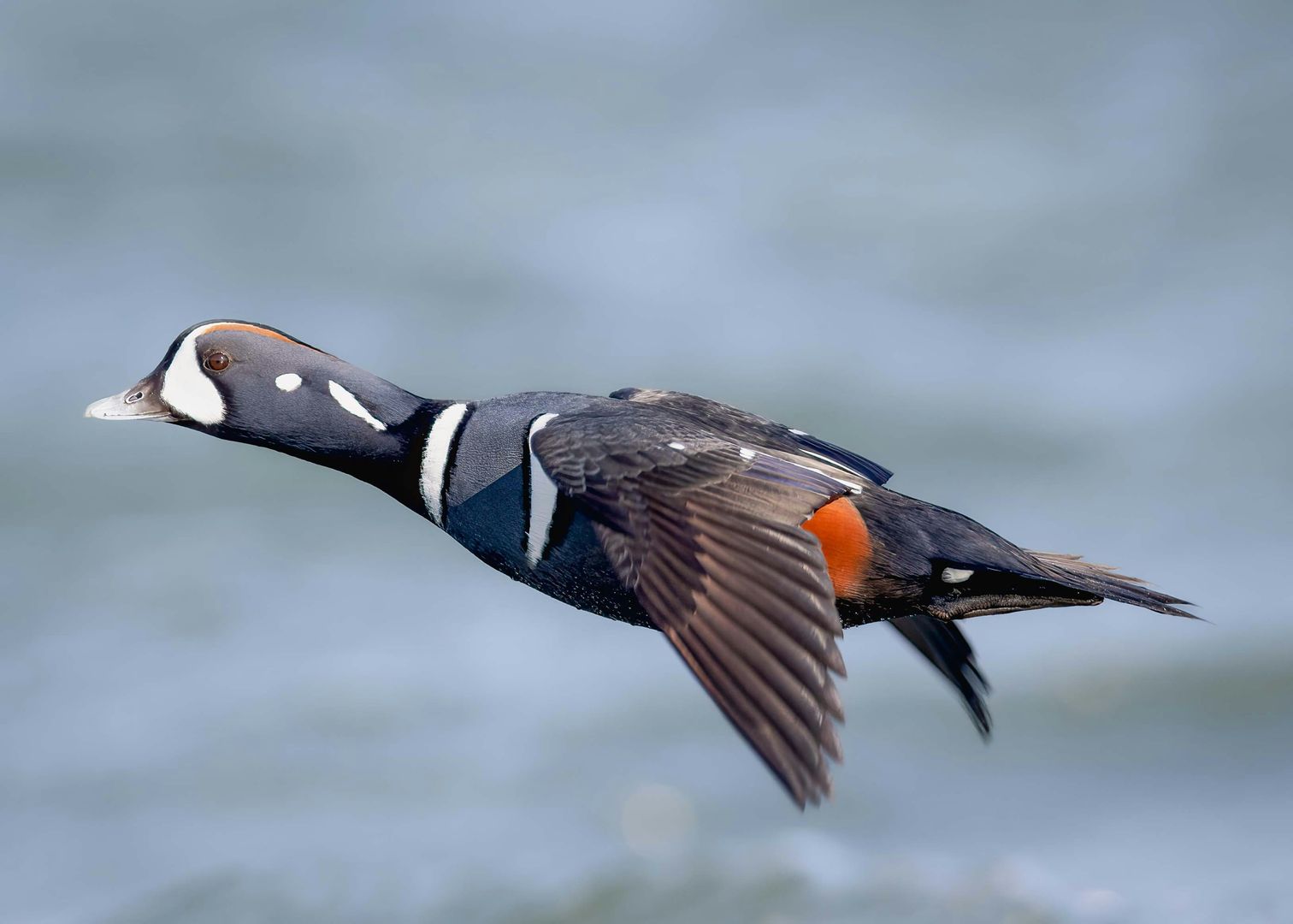 A Harlequin Duck in flight