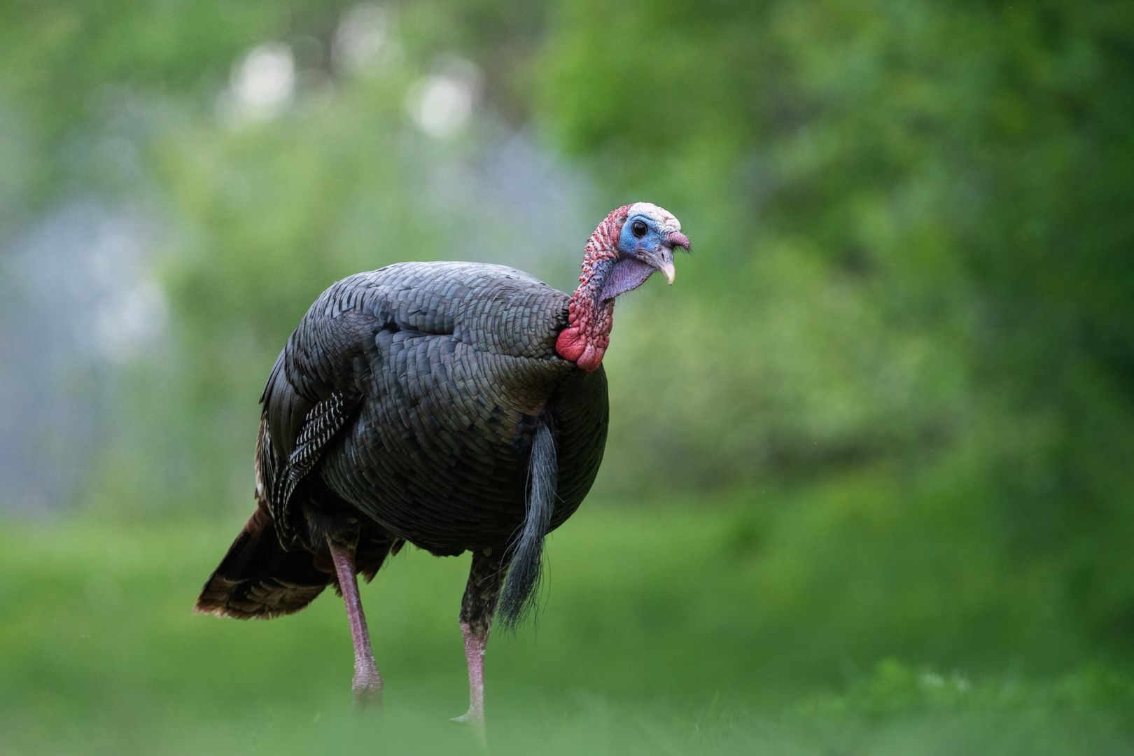 A turkey walking on the ground