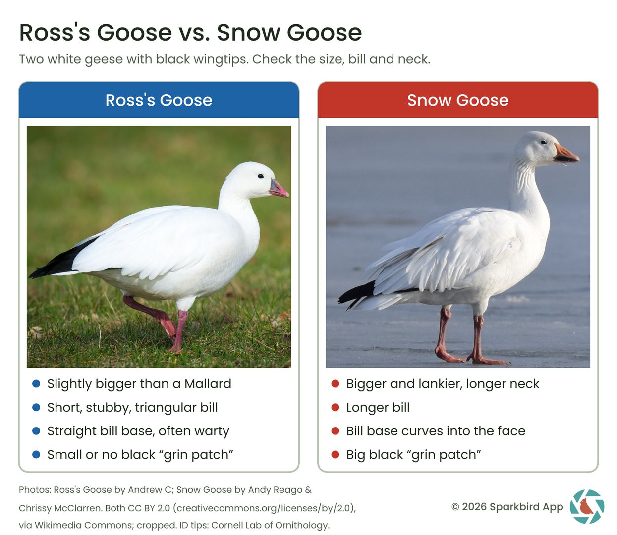 Identification chart showign the differences between snoow geese and ross's geese
