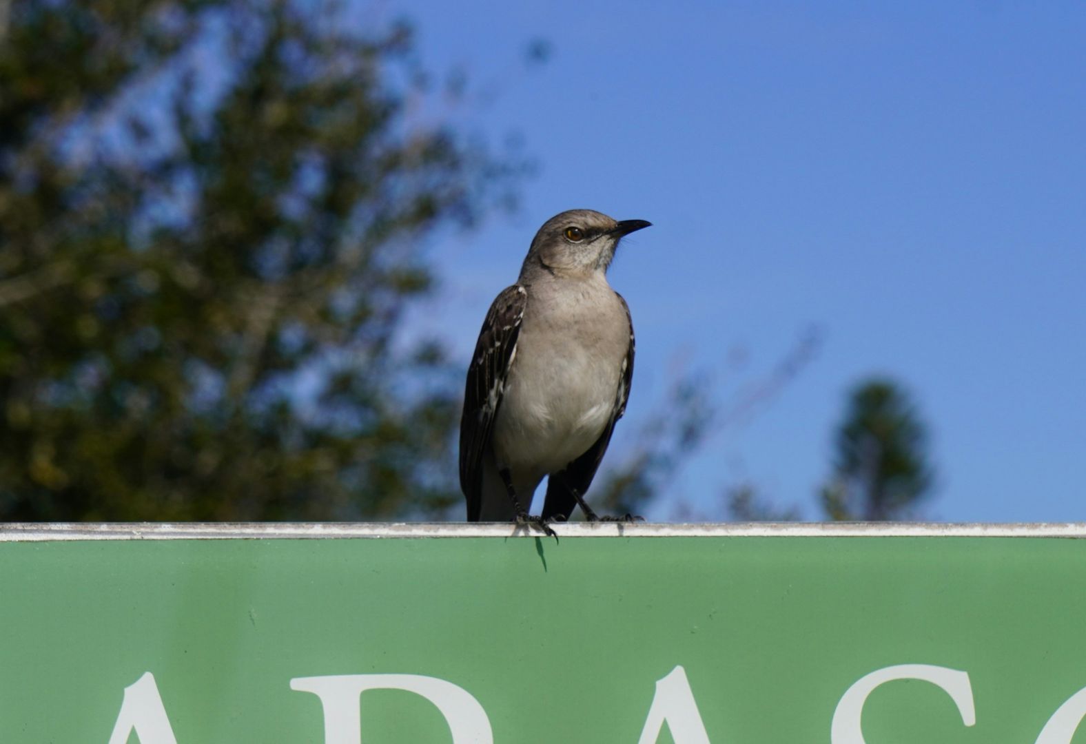 Northern Mockingbird