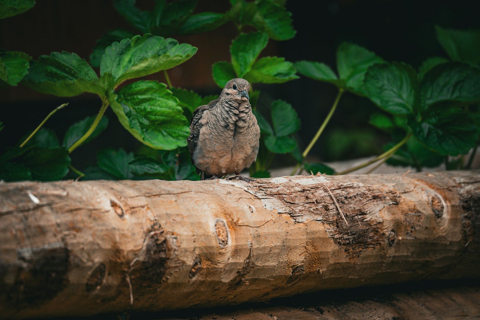 Mourning Dove