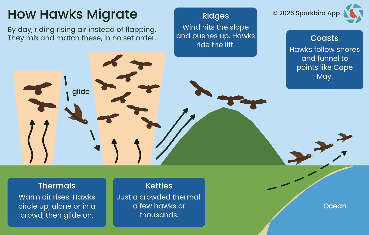 graphic explaining the ways hawks migrate using thermals, kettles, ridges, and coasts