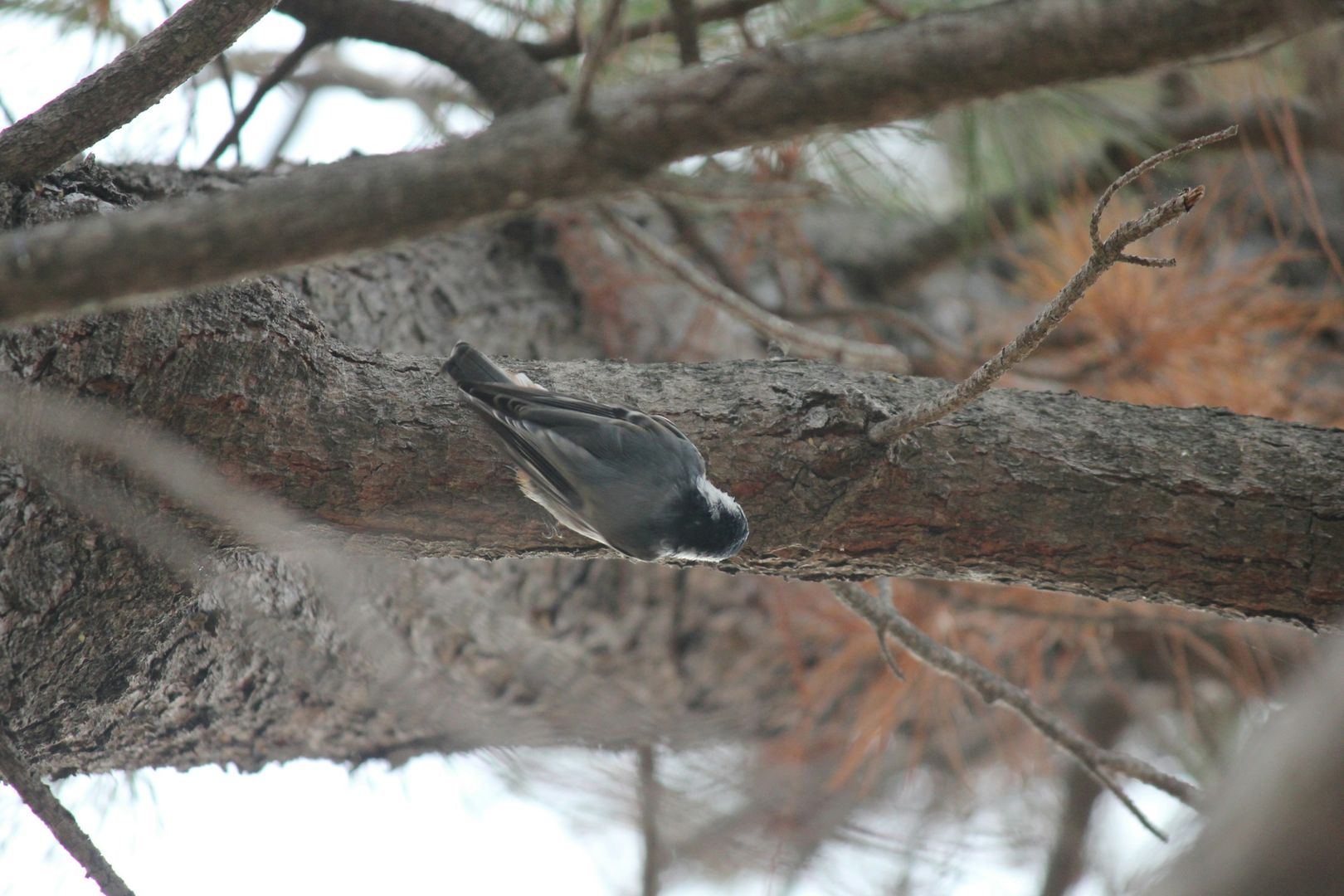 White-breasted Nuthatch