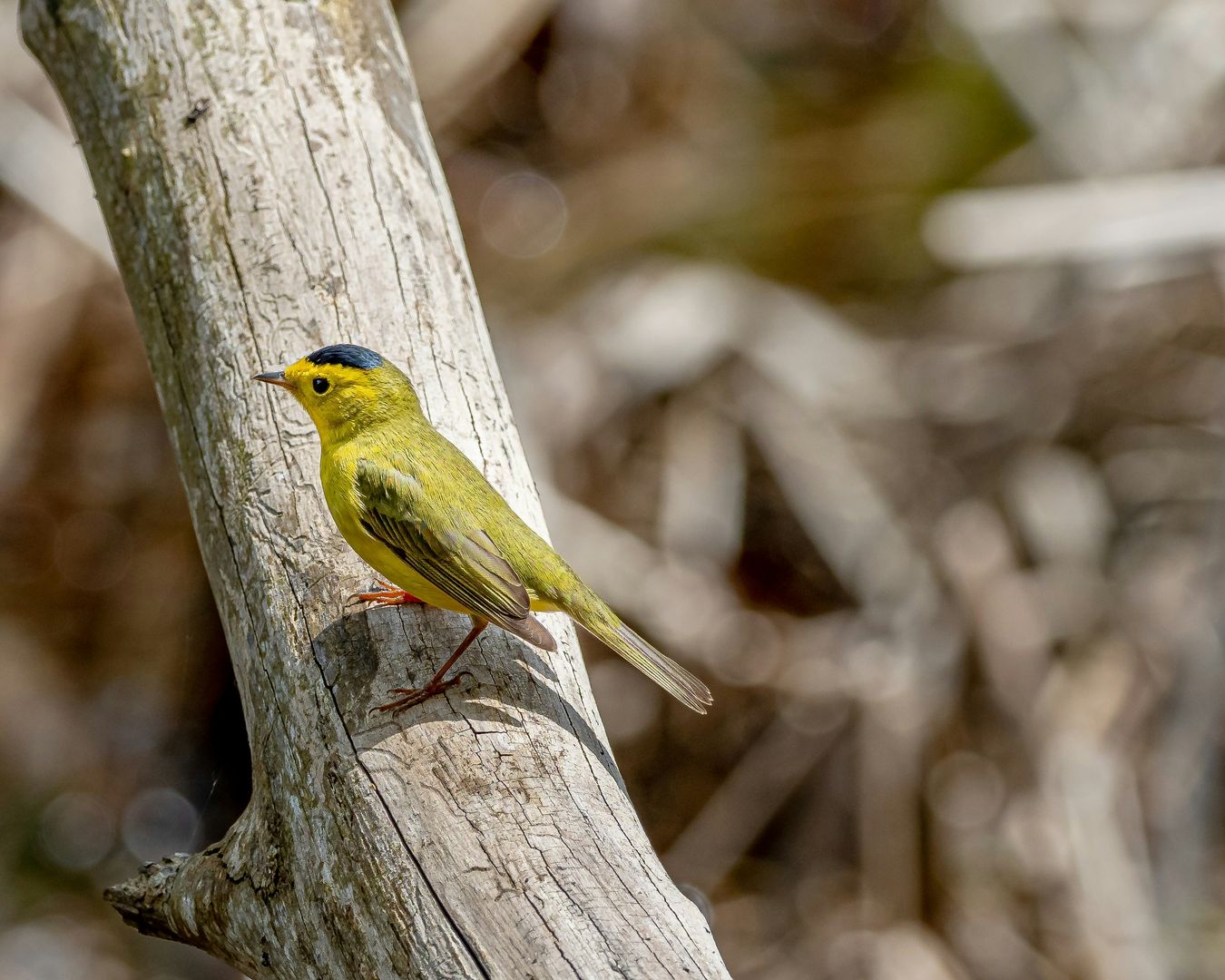 wilson's warbler on a tree