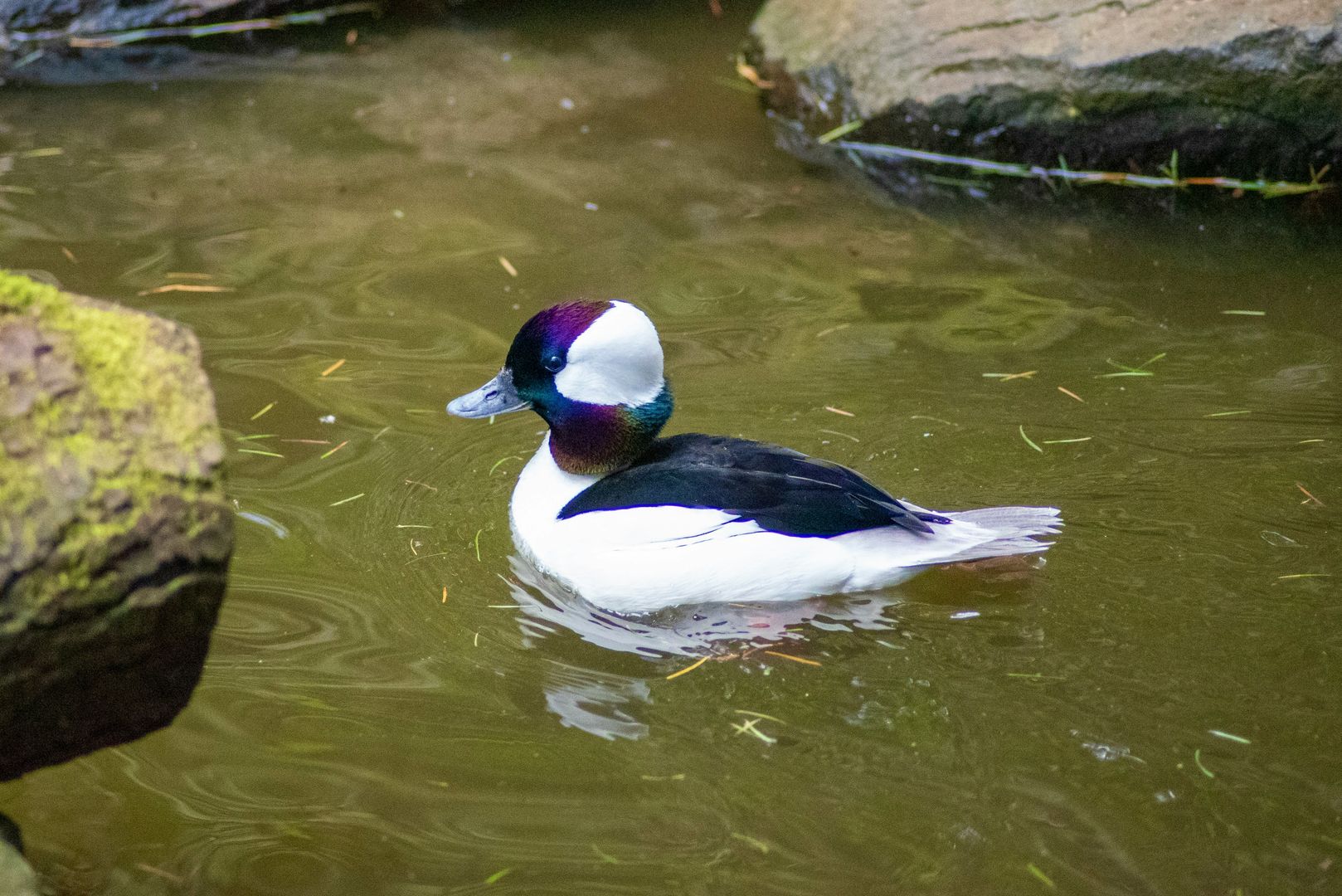 A Bufflehead duck swimming in water