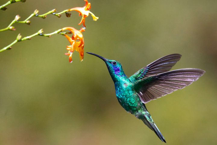 15 Plants for Hummingbirds in California