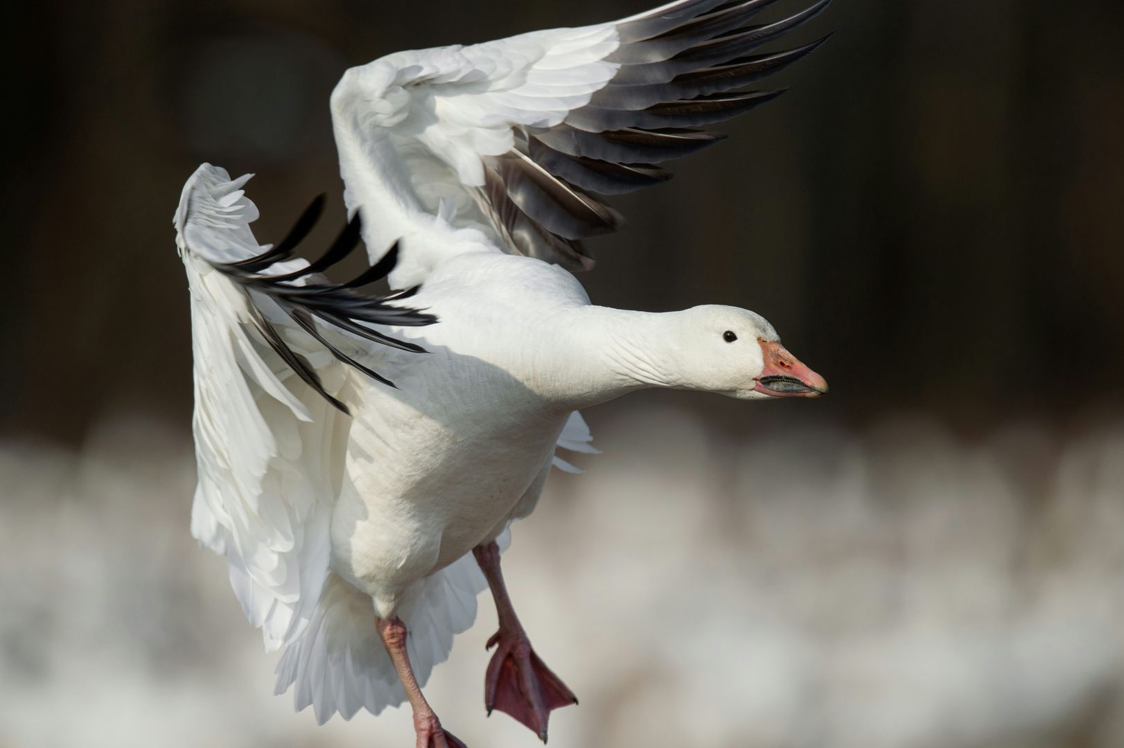 A snowgoose in flight about to land
