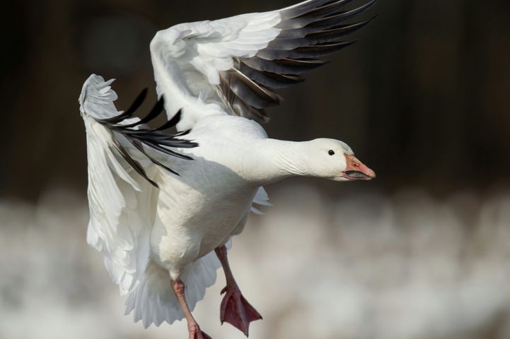 Snow Goose Migration: When and Where to See the Big Flocks