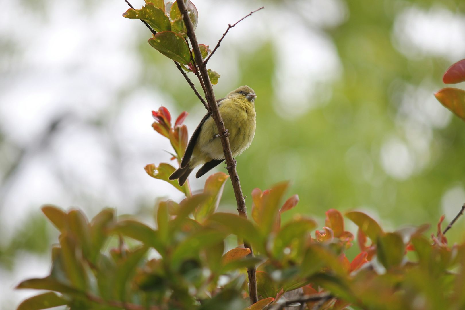 Lesser Goldfinch