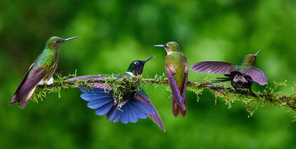 9 Native Plants that Attract Hummingbirds in Alabama 