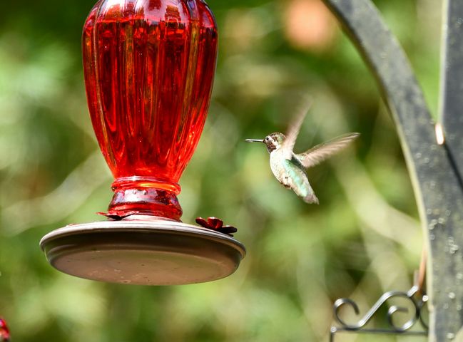 10 Best Glass Hummingbird Feeders (2026)