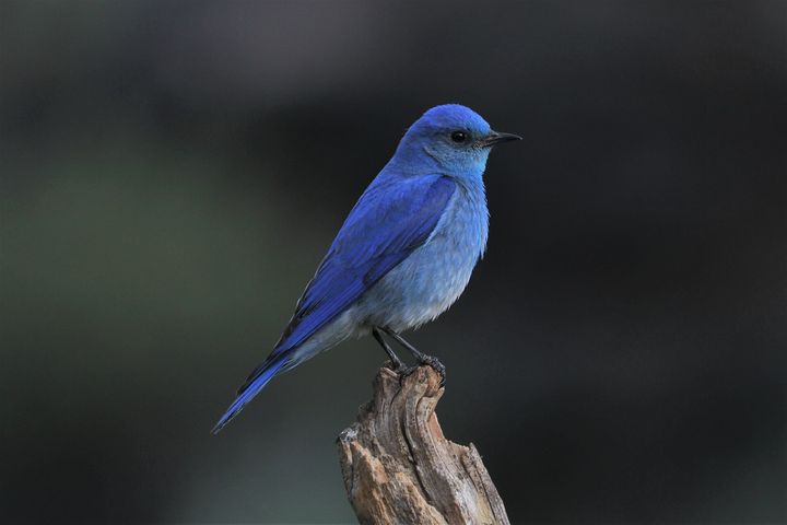 Bird Watching Groups in South Dakota: The Complete Club Directory