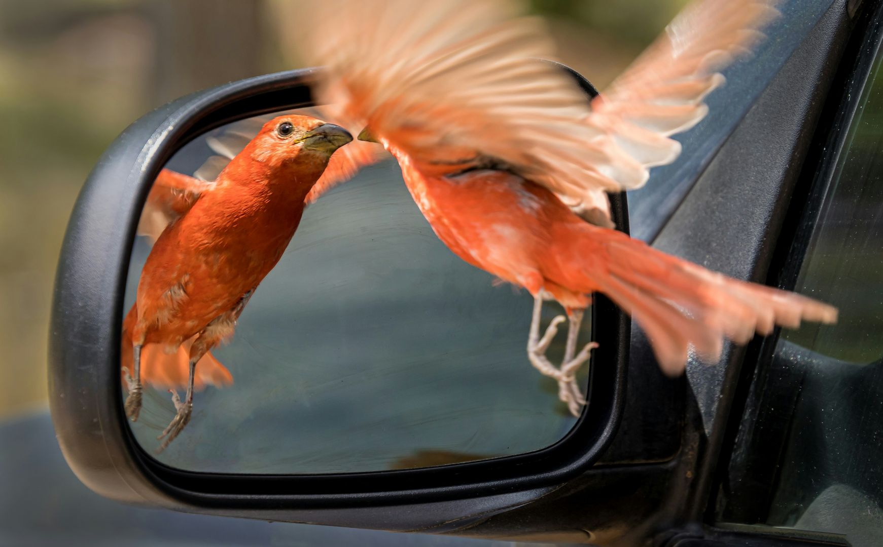 bird looking in rear view mirror