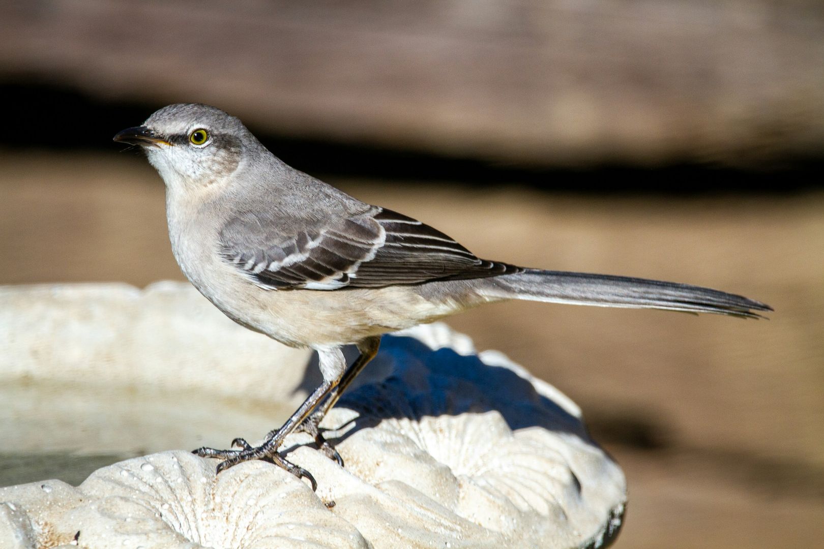 Northern Mockingbird