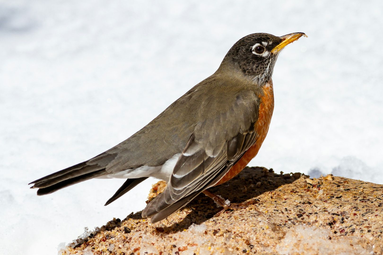 American Robin