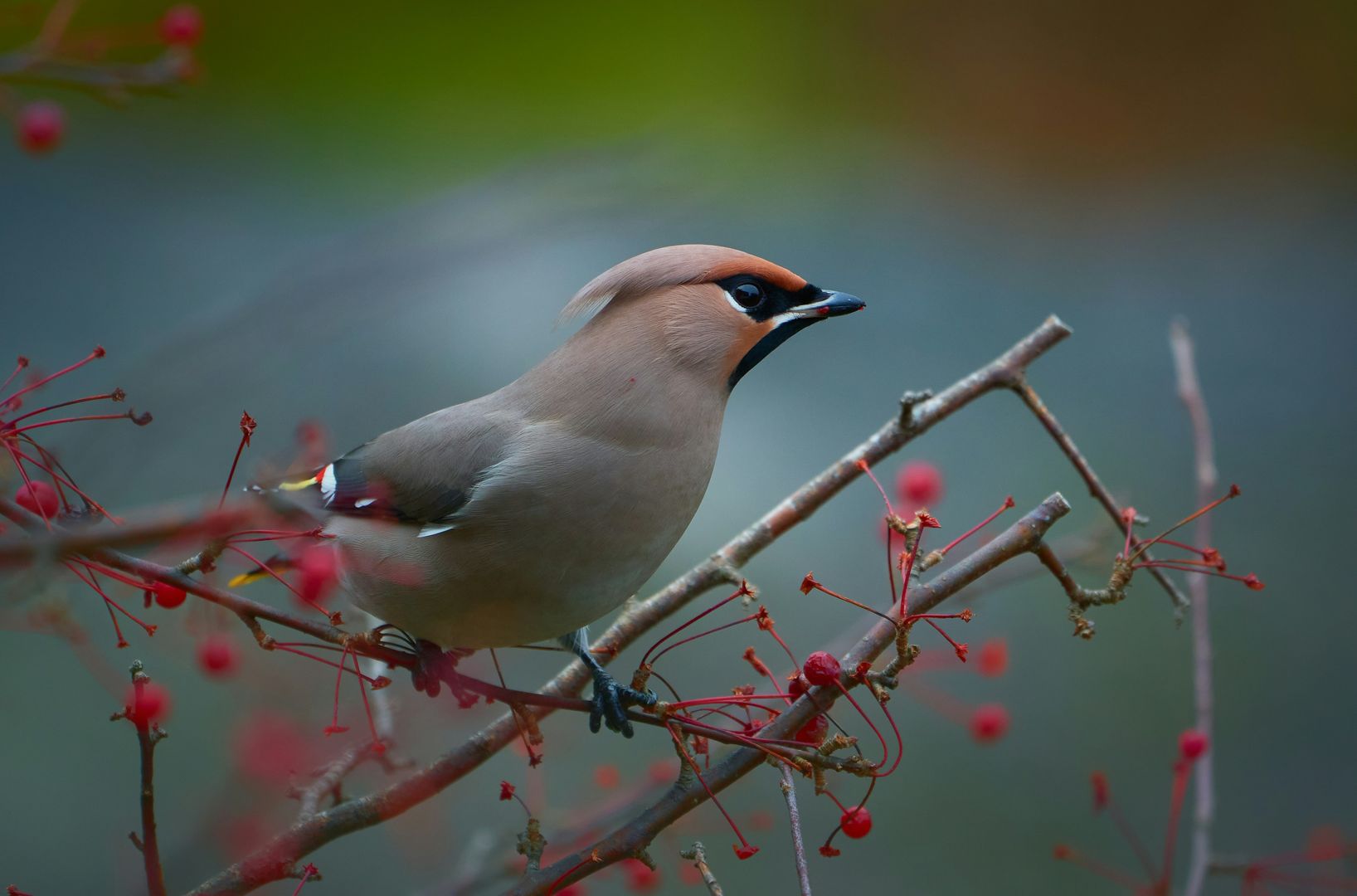 Cedar Waxwing