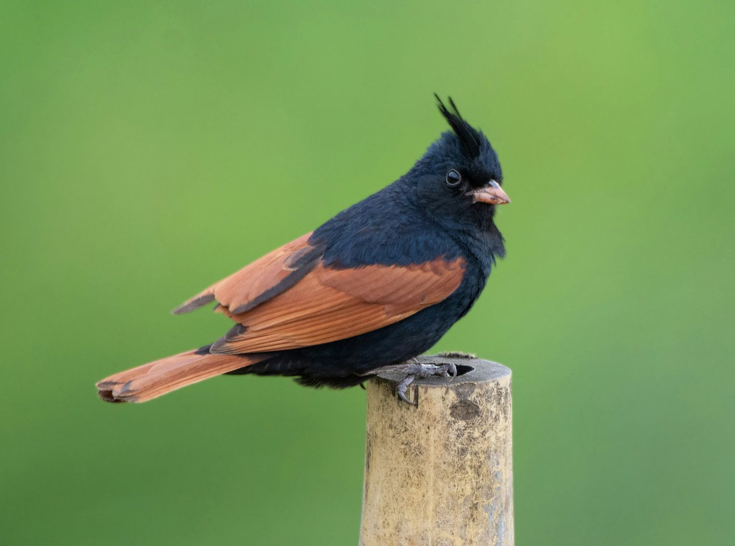 a black and brown bird perched on a pole with green background