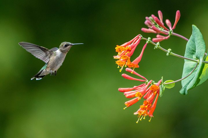 Pennsylvania Hummingbird Migration: 11 Plants to Attract Them
