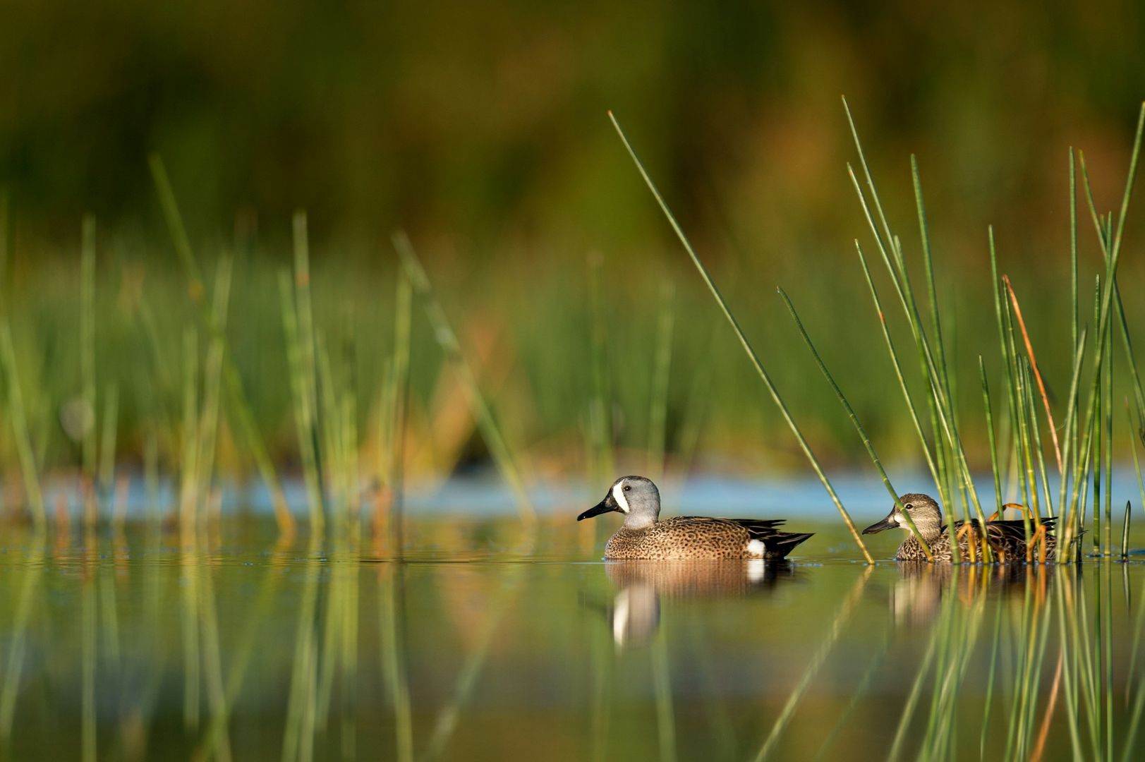 Blue-winged Teal