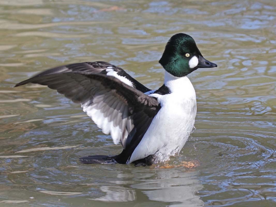A male Common Goldeneye duck standing in shallow water