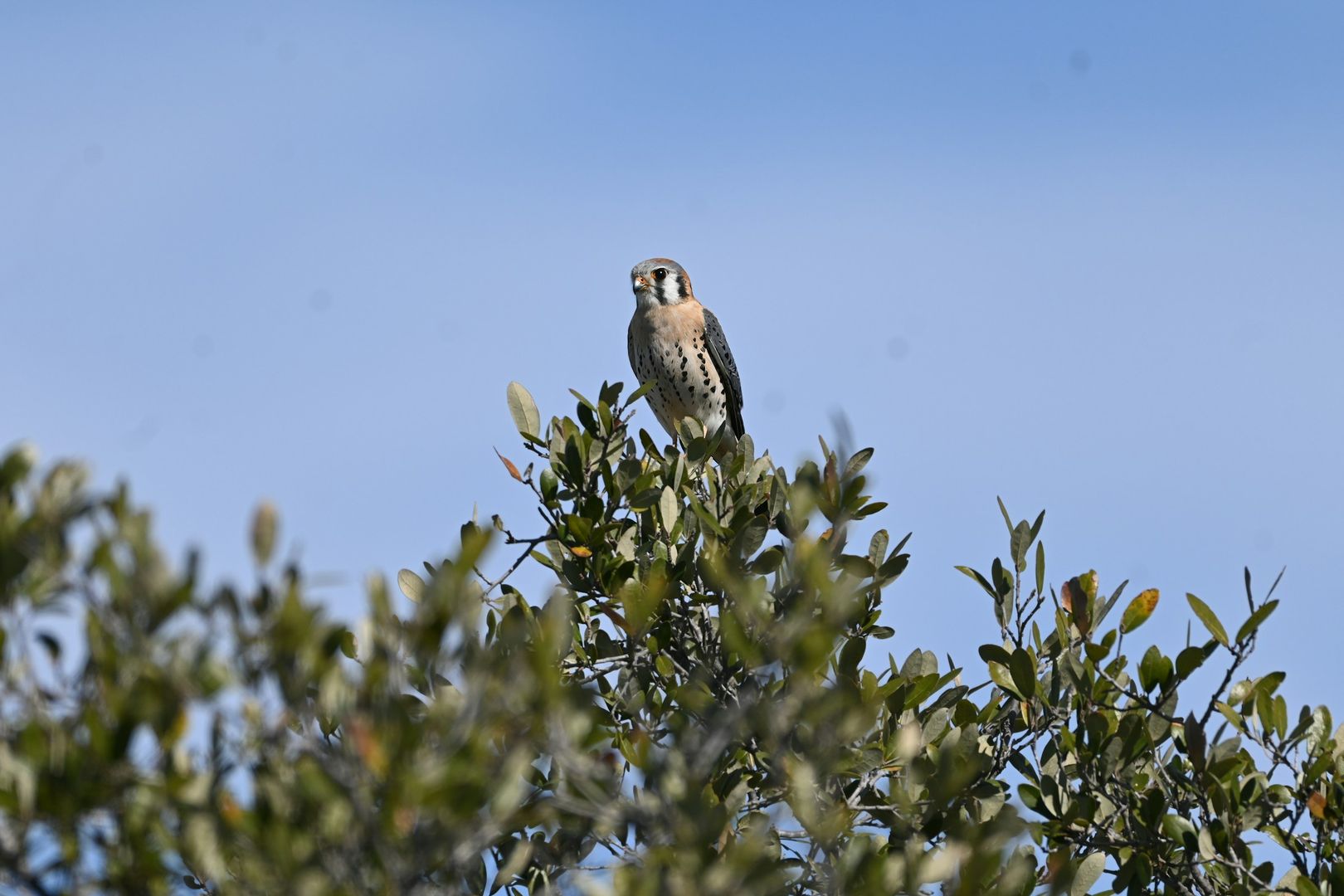 American Kestrel