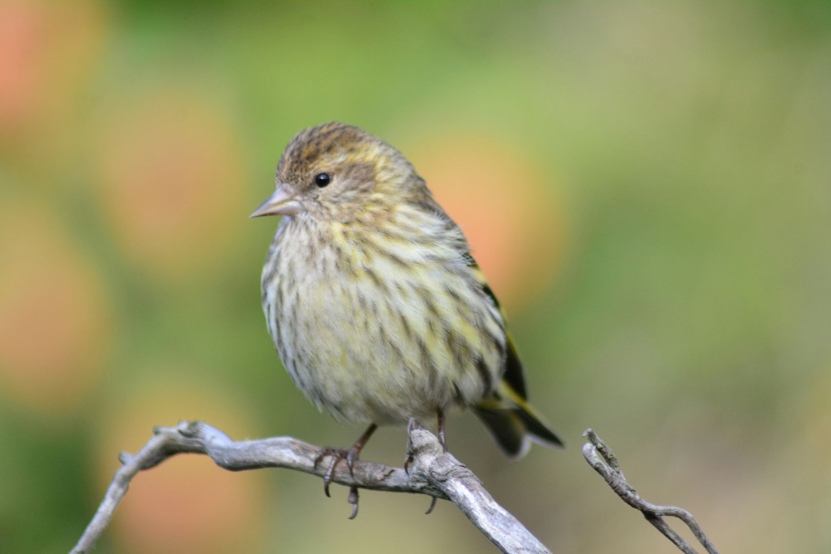 Pine Siskin