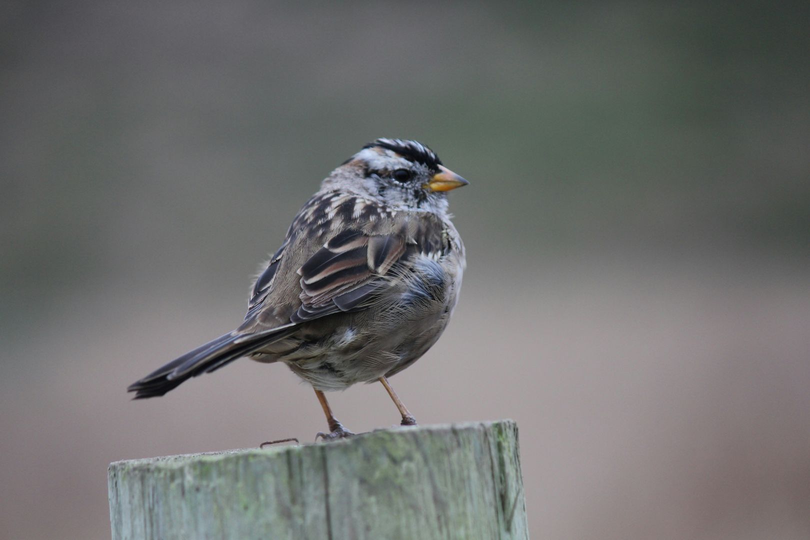 White-crowned Sparrow