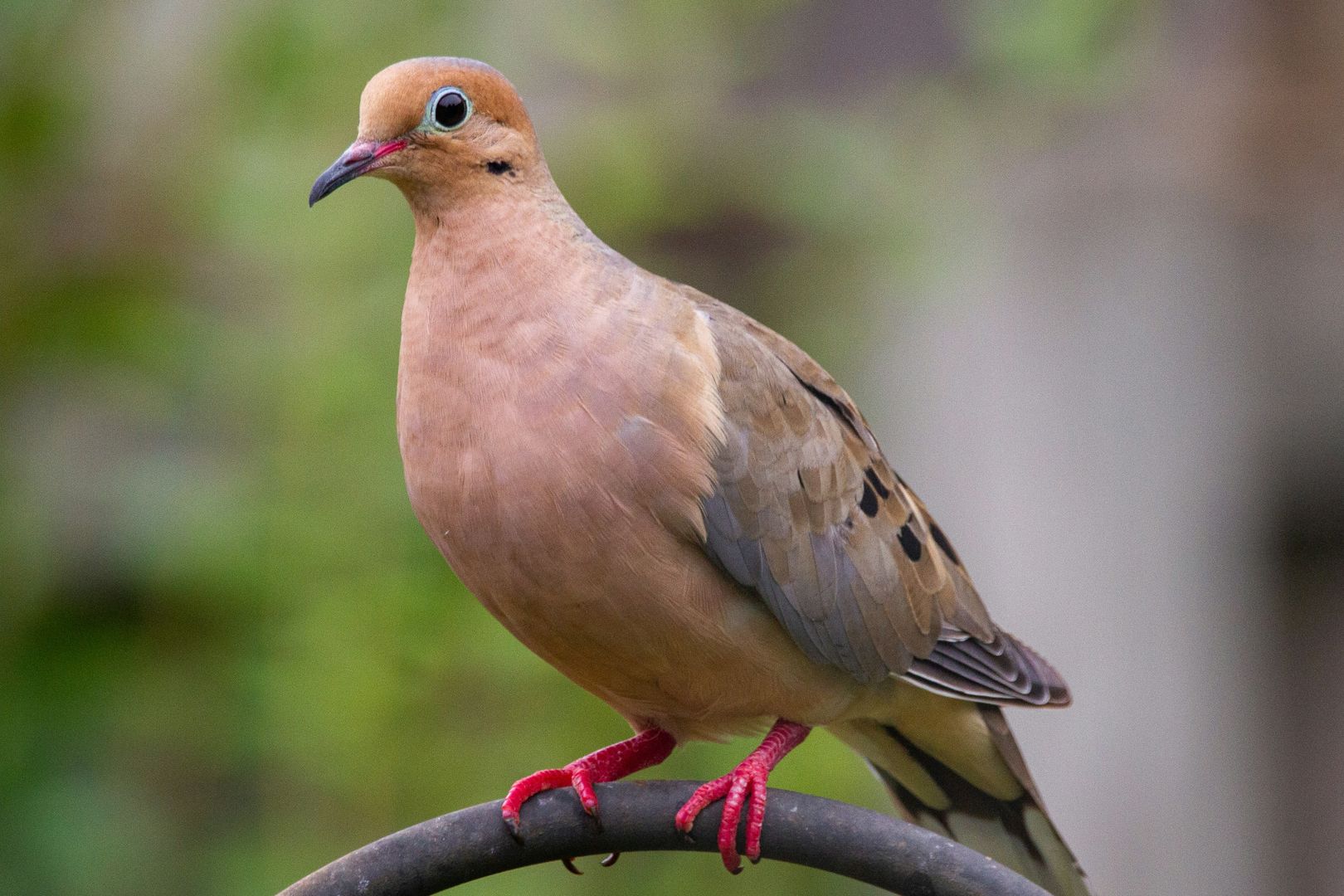A Mourning Dove