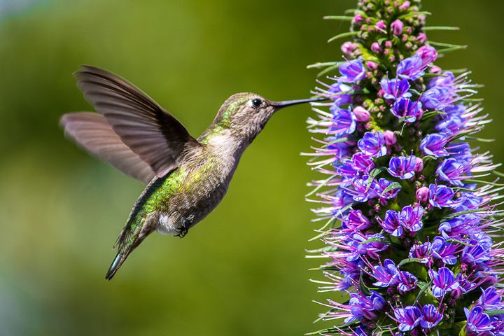 10 Best Hummingbird Plants in Washington State