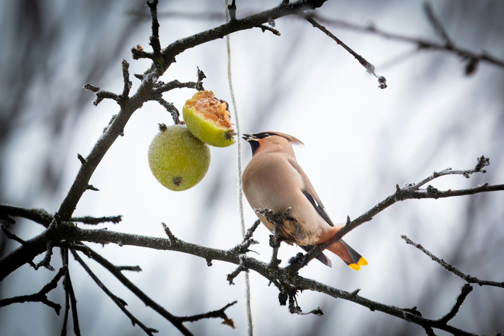 Bohemian Waxwing