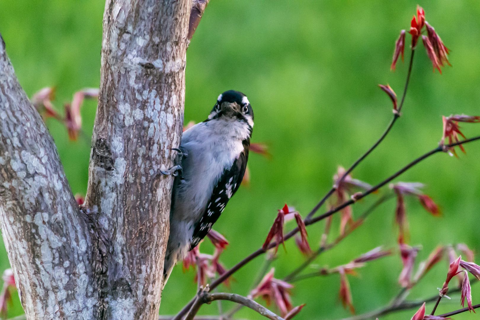 Downy Woodpecker
