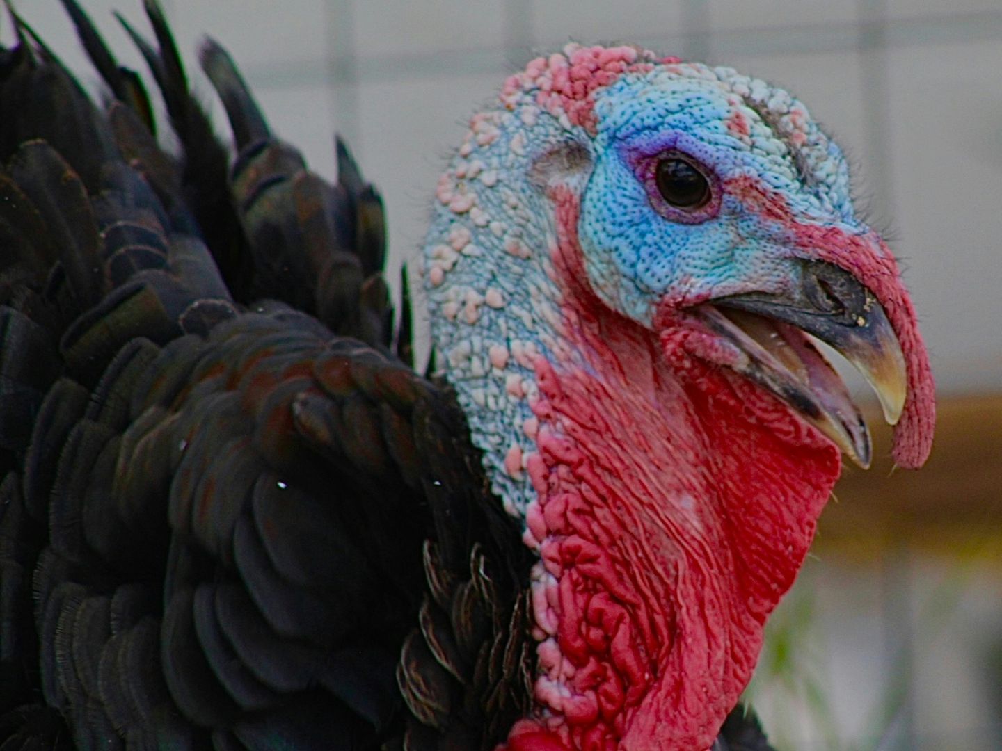 A close-up of a turkey