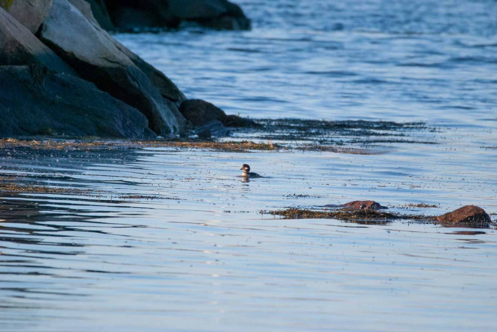 Bufflehead