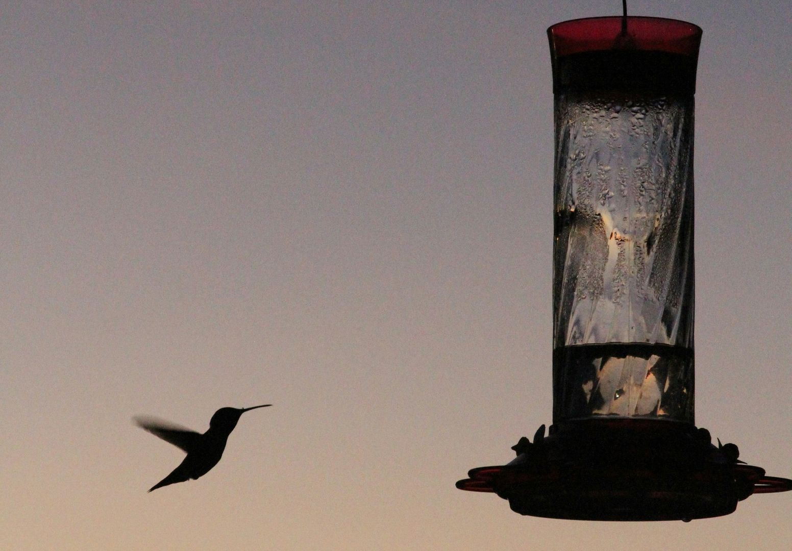 A hummingbird flying towards a hummingbird feeder at twilight