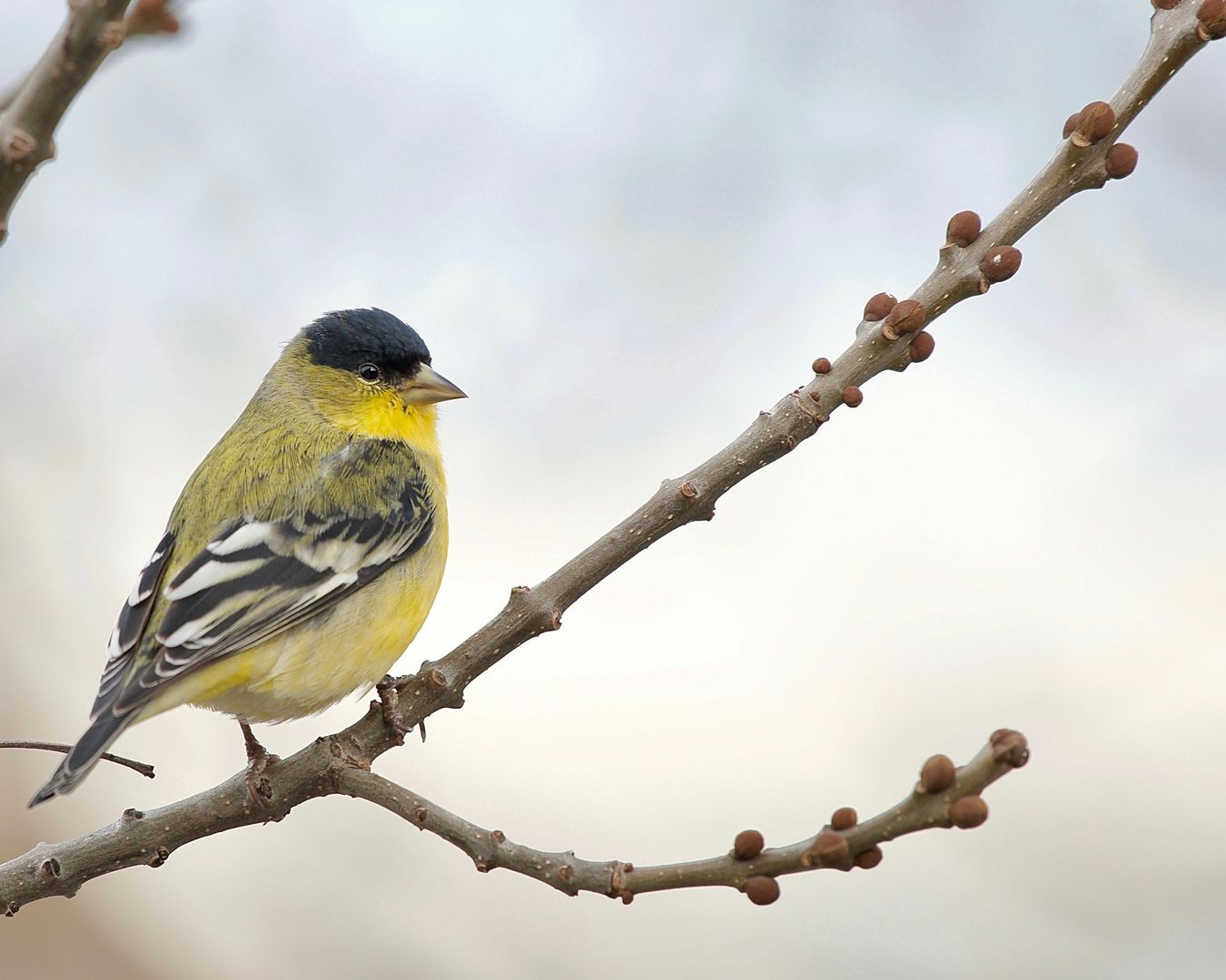 lesser goldfinch