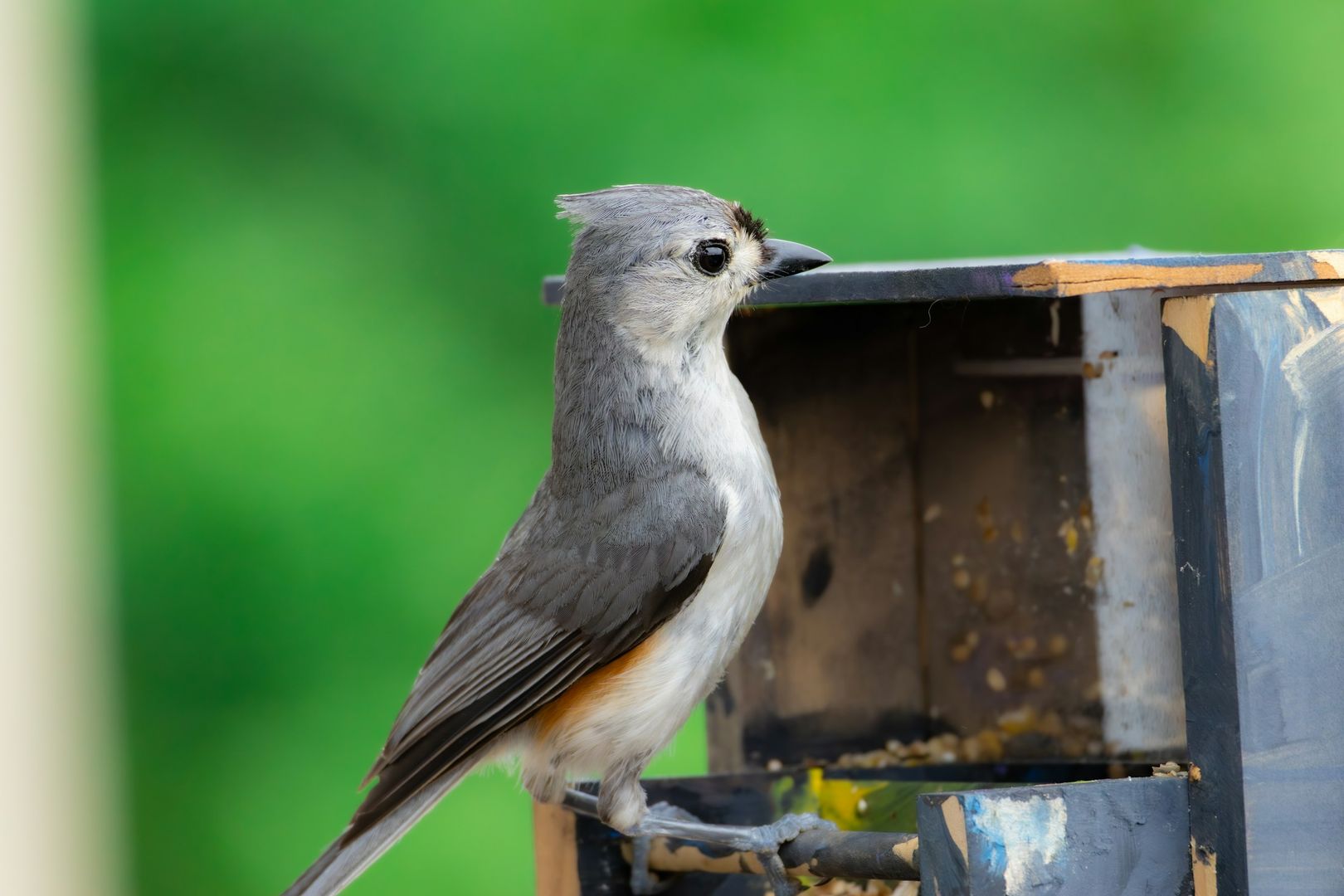 Tufted Titmouse