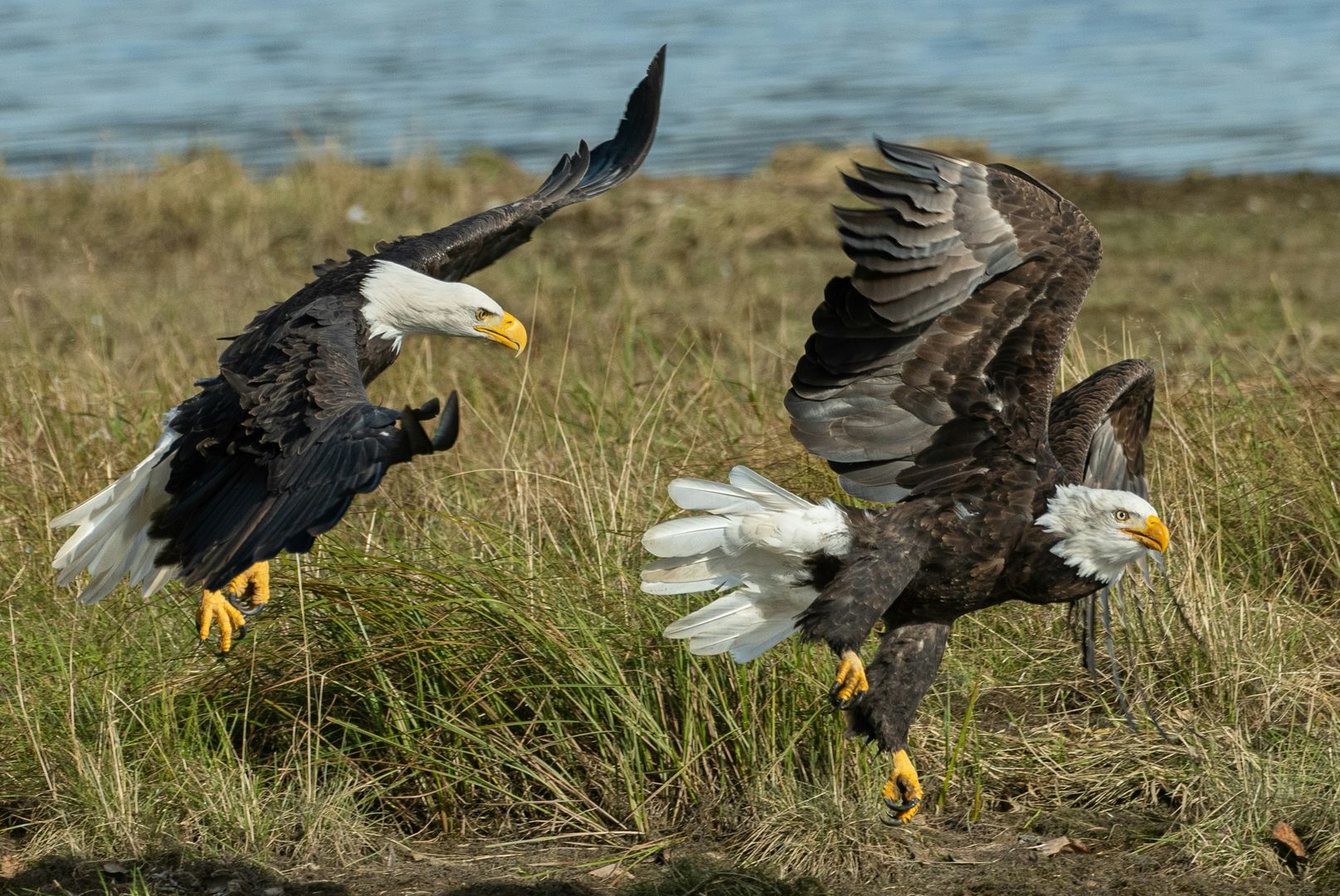 10 Shocking Facts About Bald Eagles Sparkbird