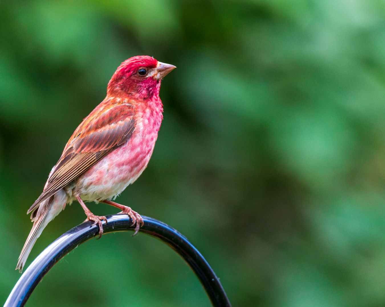 A Purple Finch
