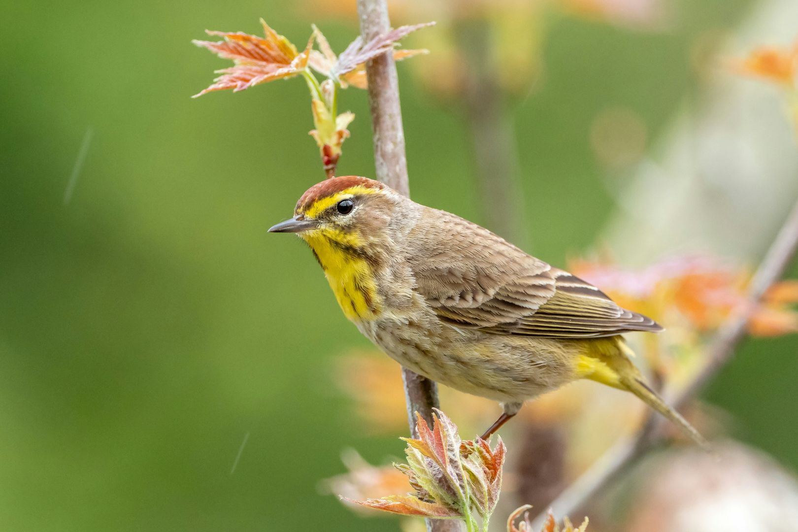 warbler perched on a maple branch