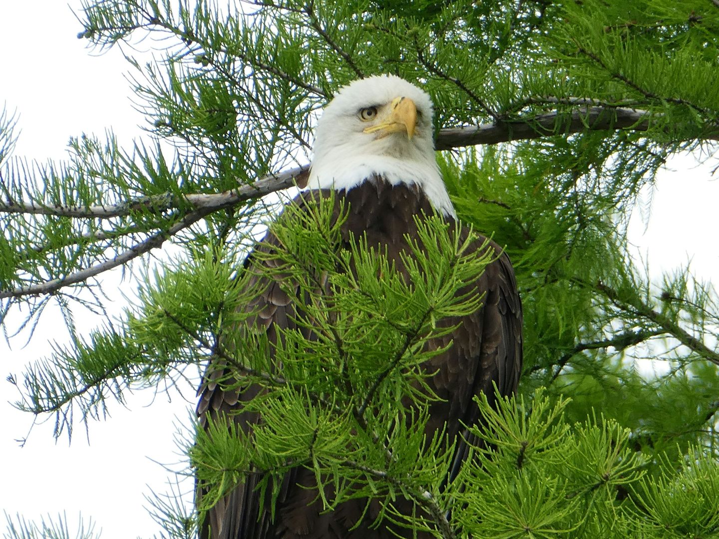 Bald Eagle