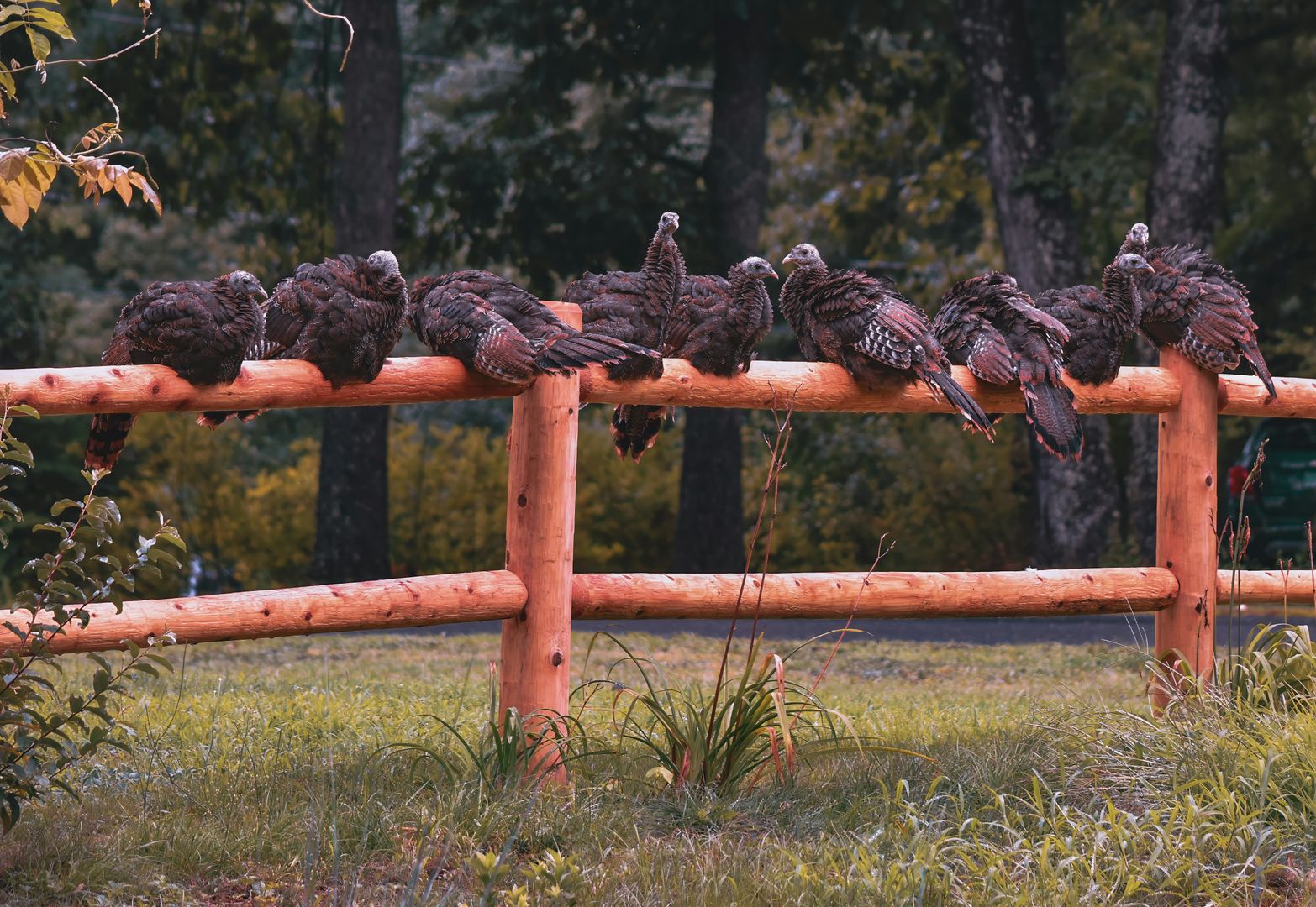 A group of turkeys roosting atop a wooden fence
