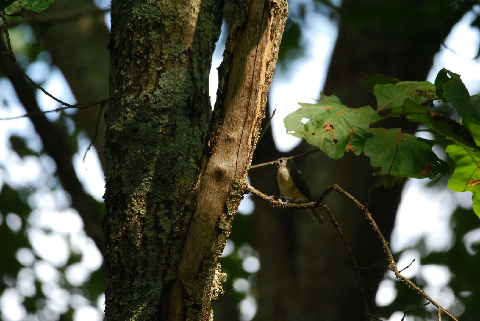 Tufted Titmouse