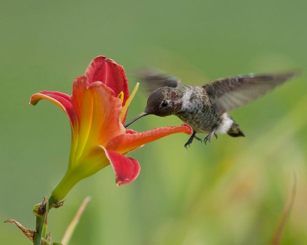 Texas Hummingbird Season: 15 Plants to Attract Them