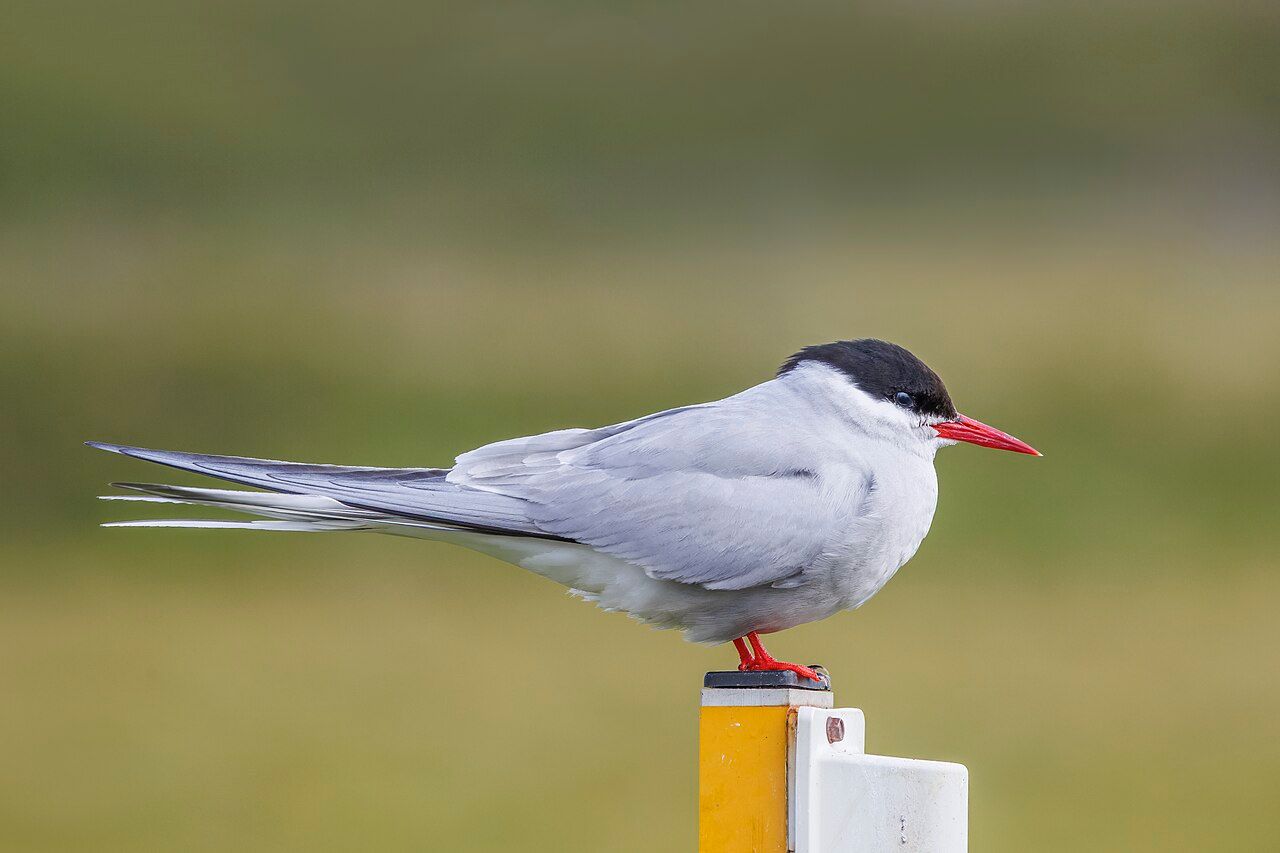 Arctic Tern at rest