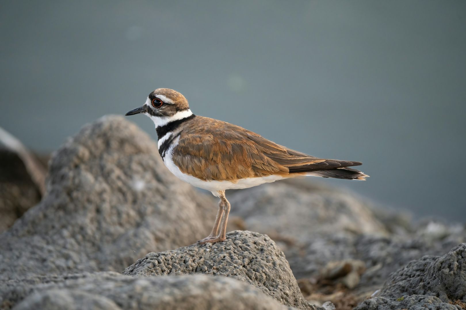 killdeer on rocks