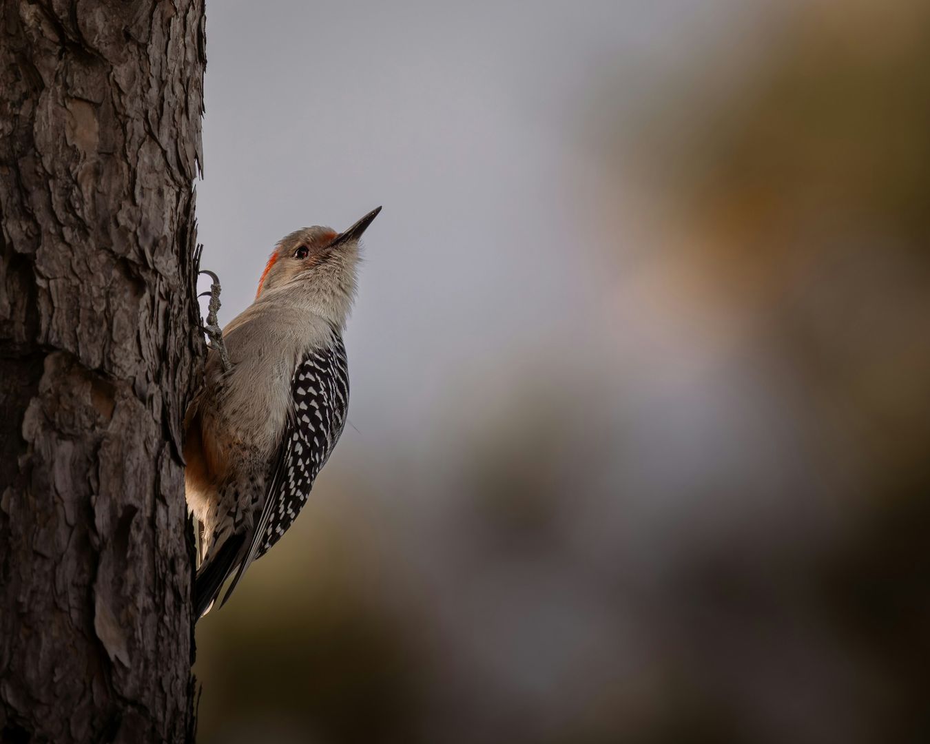 Red-bellied Woodpecker