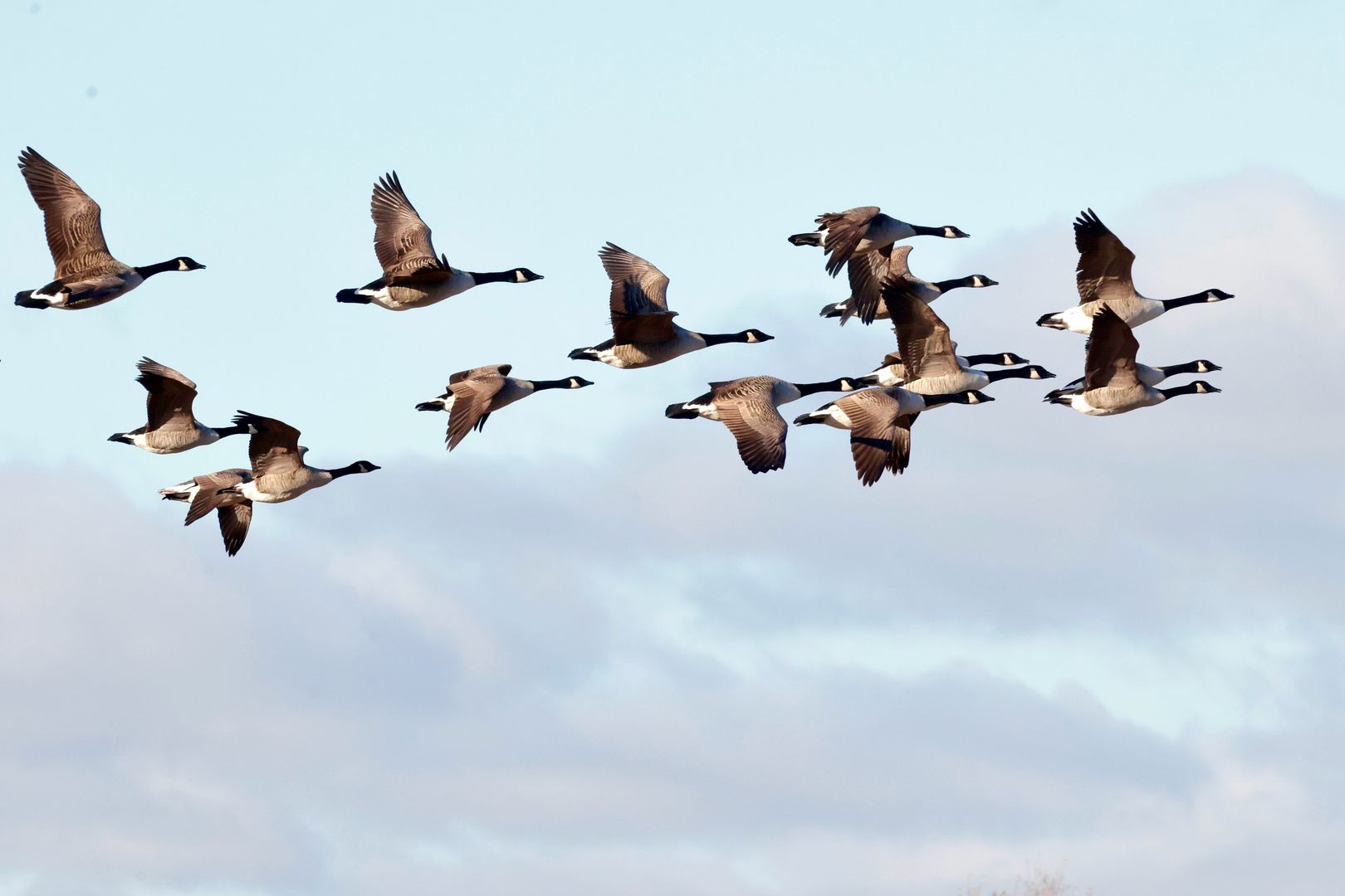 flock of canada geese in flight