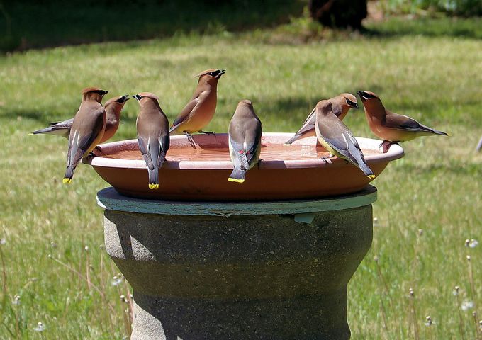 How to Get Birds to Come to Your Bird Bath in Winter 