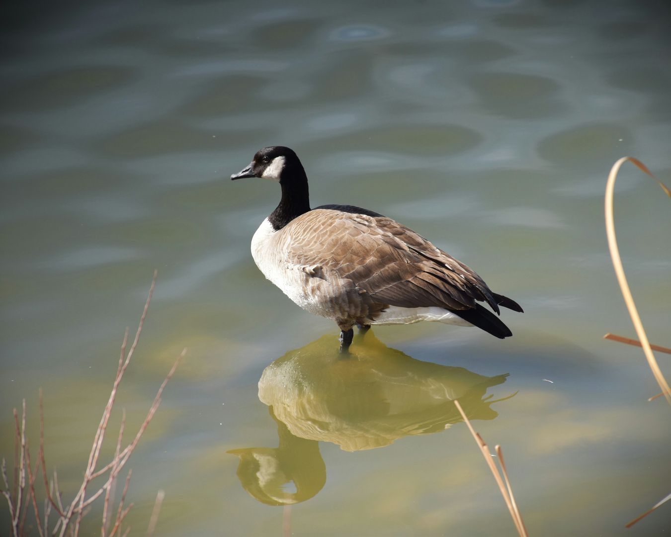 canada goose in pond