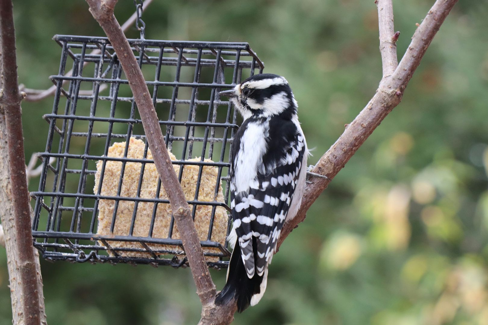 A Downy Woodpecker on a suet feeder